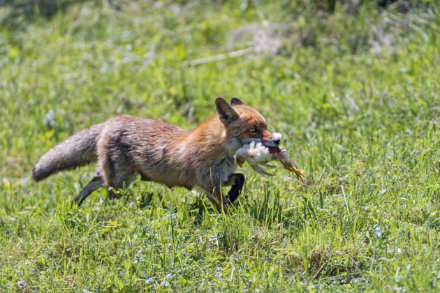 La venganza del tiranosaurio: por qué las gallinas no son bobas ni mansas La venganza del tiranosaurio: por qué las gallinas no son bobas ni mansas