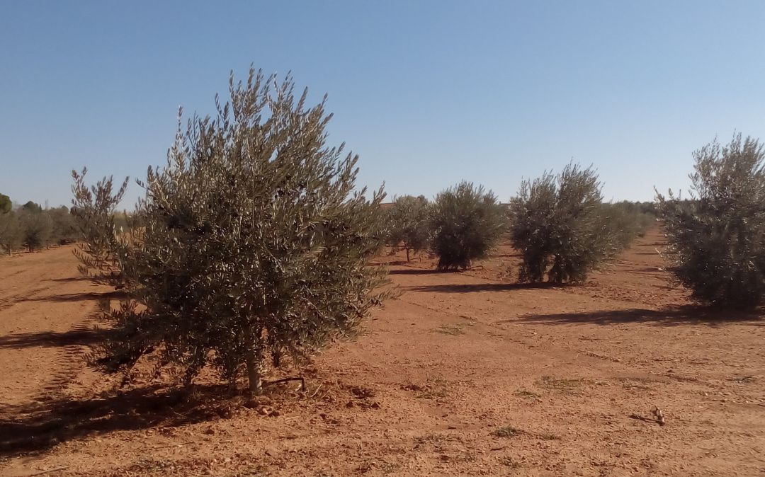 4 detenidos por robar 12.000 kilos de aceituna en una decena de municipios 4 detenidos por robar 12.000 kilos de aceituna en una decena de municipios