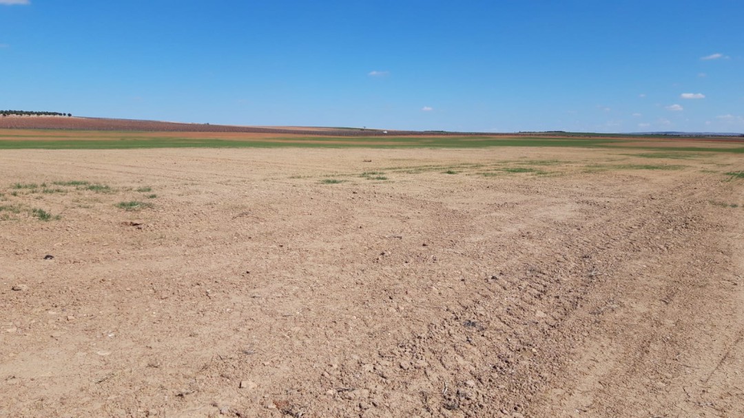 En peligro por la sequía miles de hectáreas dedicadas a la agricultura