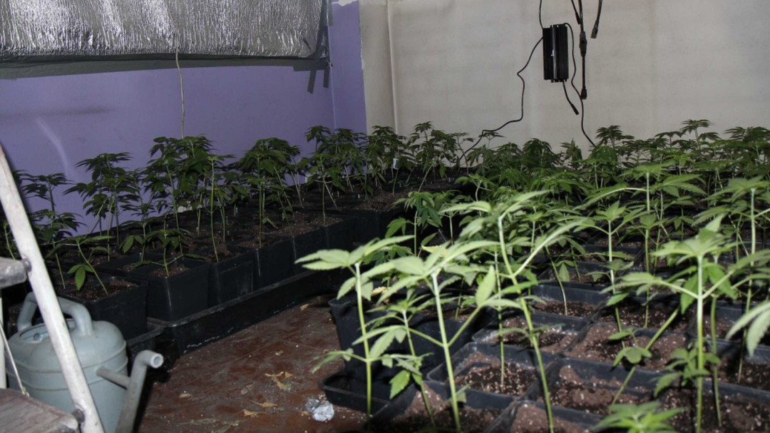 La policía de Vitoria desmantela una plantación de marihuana