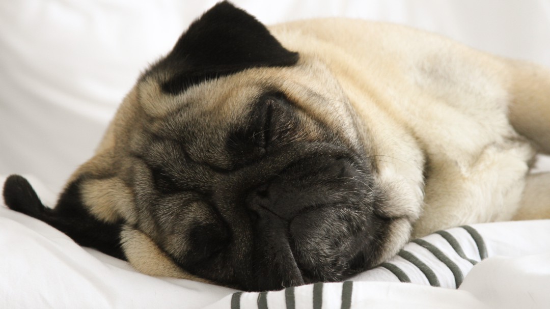 El ingenioso cartel de un hotel asturiano para explicar por qué admiten perros