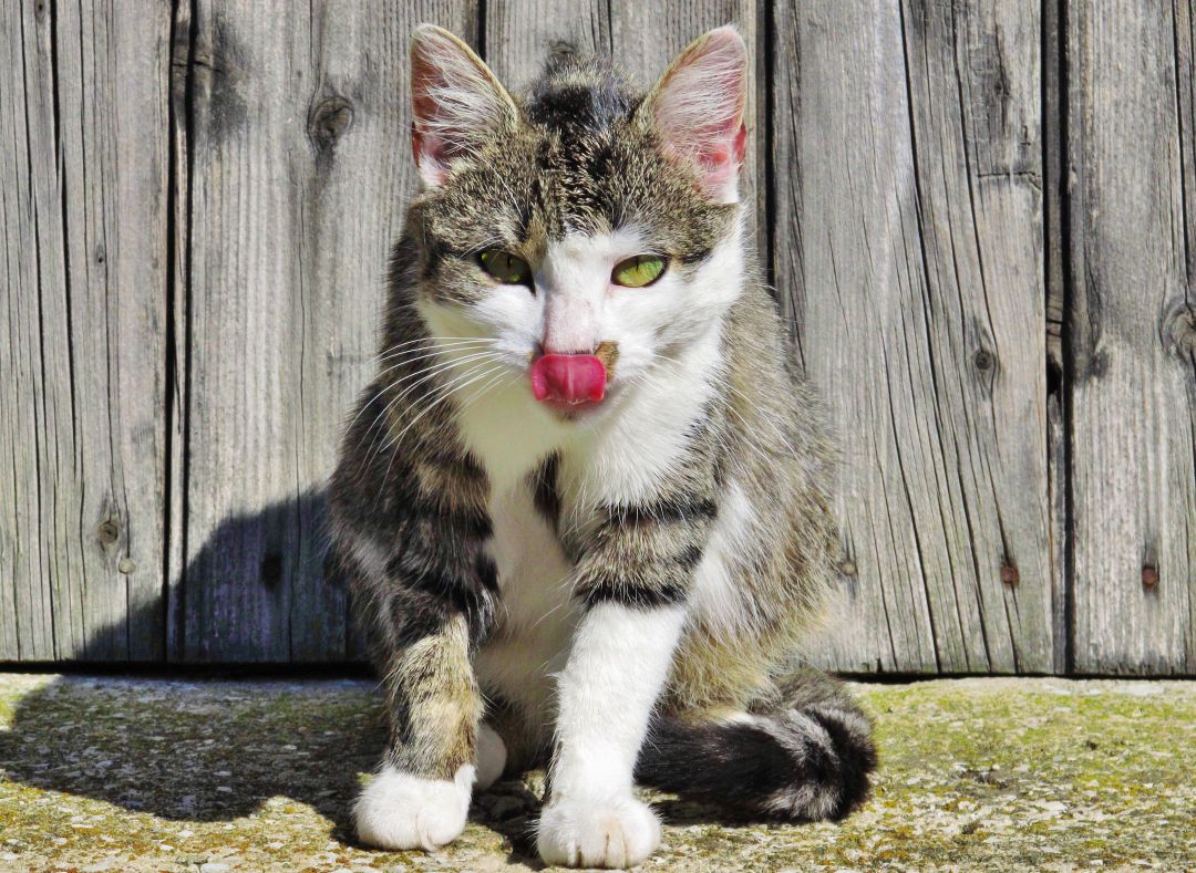 Científicos descubren por qué los gatos tienen la lengua áspera Científicos descubren por qué los gatos tienen la lengua áspera