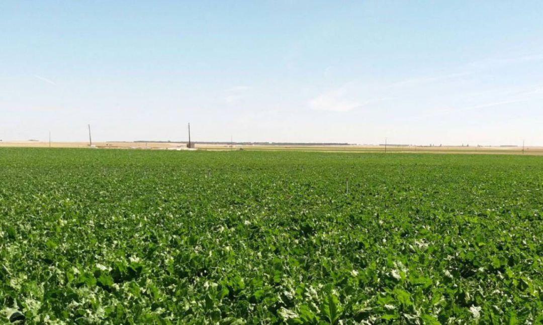 Azucarera anuncia una inversión de 10 millones en la factoría de La Bañeza Azucarera anuncia una inversión de 10 millones en la factoría de La Bañeza