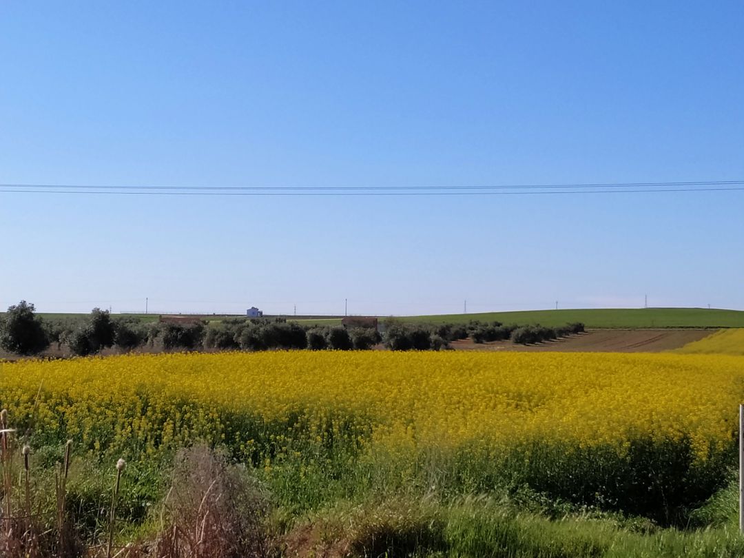 Primavera en el campo extremeño Primavera en el campo extremeño