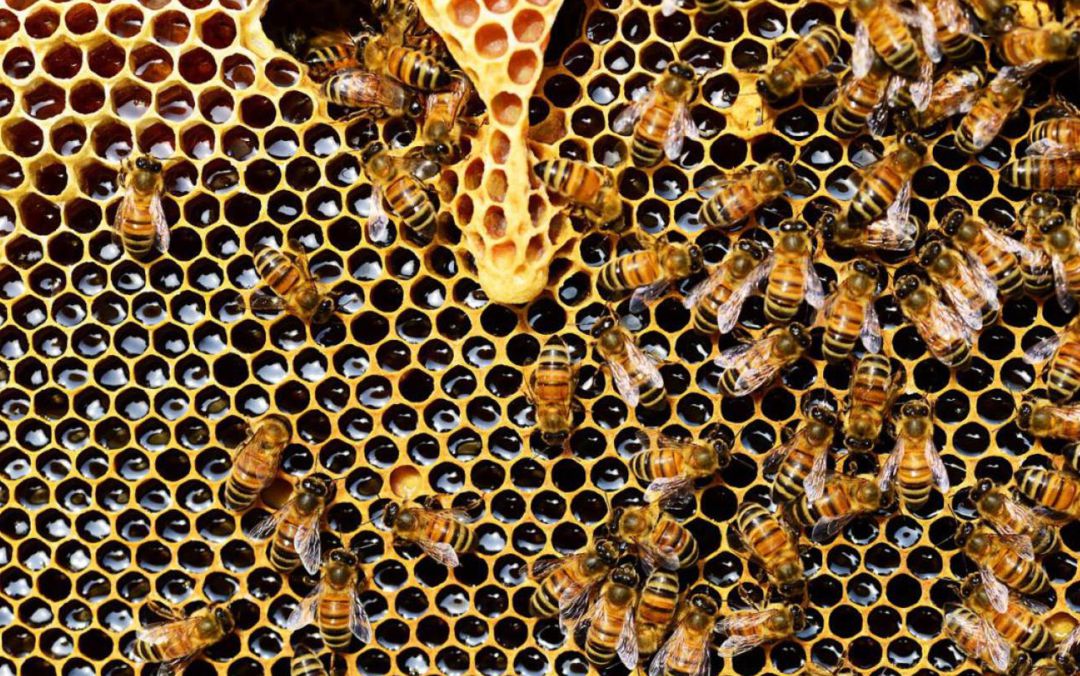 Los visigodos ya legislaron sobre el control de las abejas y las colmenas. Los visigodos ya legislaron sobre el control de las abejas y las colmenas.
