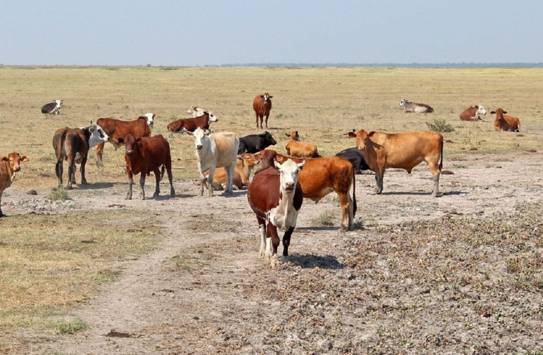 Cabezas bovinas en un campo sin apenas pasto Cabezas bovinas en un campo sin apenas pasto