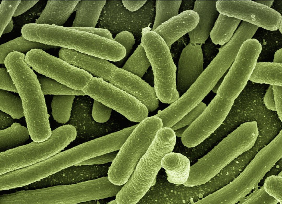 Científicos de Suiza han creado la primera bacteria artificial con su estructura genérica modificada por un ordenador. Científicos de Suiza han creado la primera bacteria artificial con su estructura genérica modificada por un ordenador.
