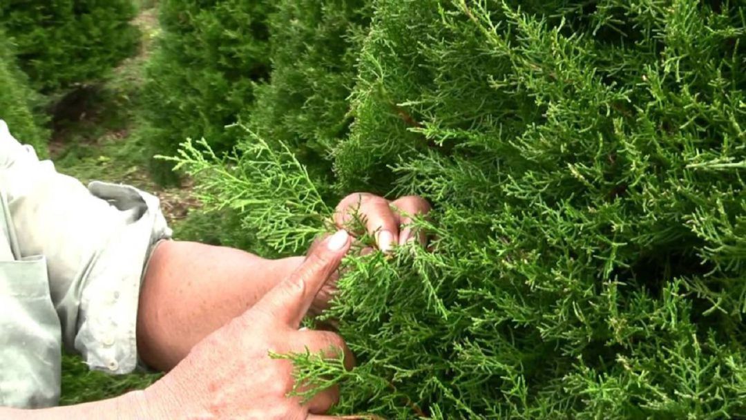 Bizkaia comienza el tratamiento contra la enfermedad de los pinos Bizkaia comienza el tratamiento contra la enfermedad de los pinos