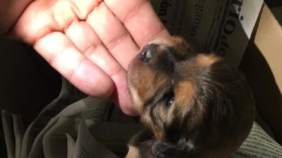 Un grupo de bomberos encuentra un cachorro en un contenedor de vidrio
