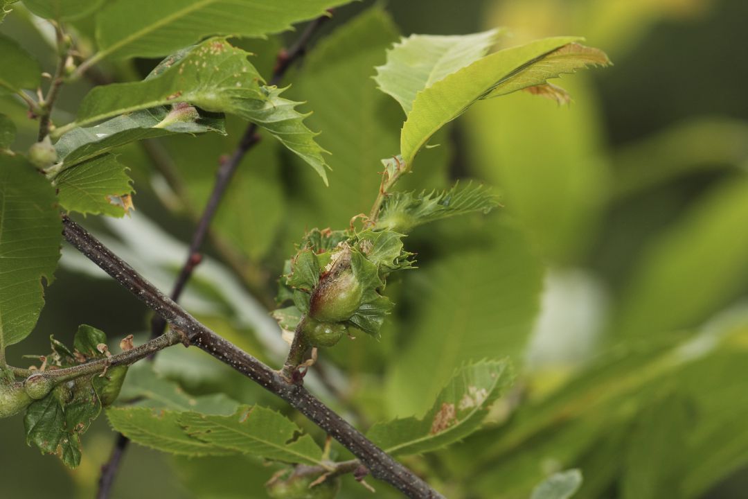 Avispilla Avispilla