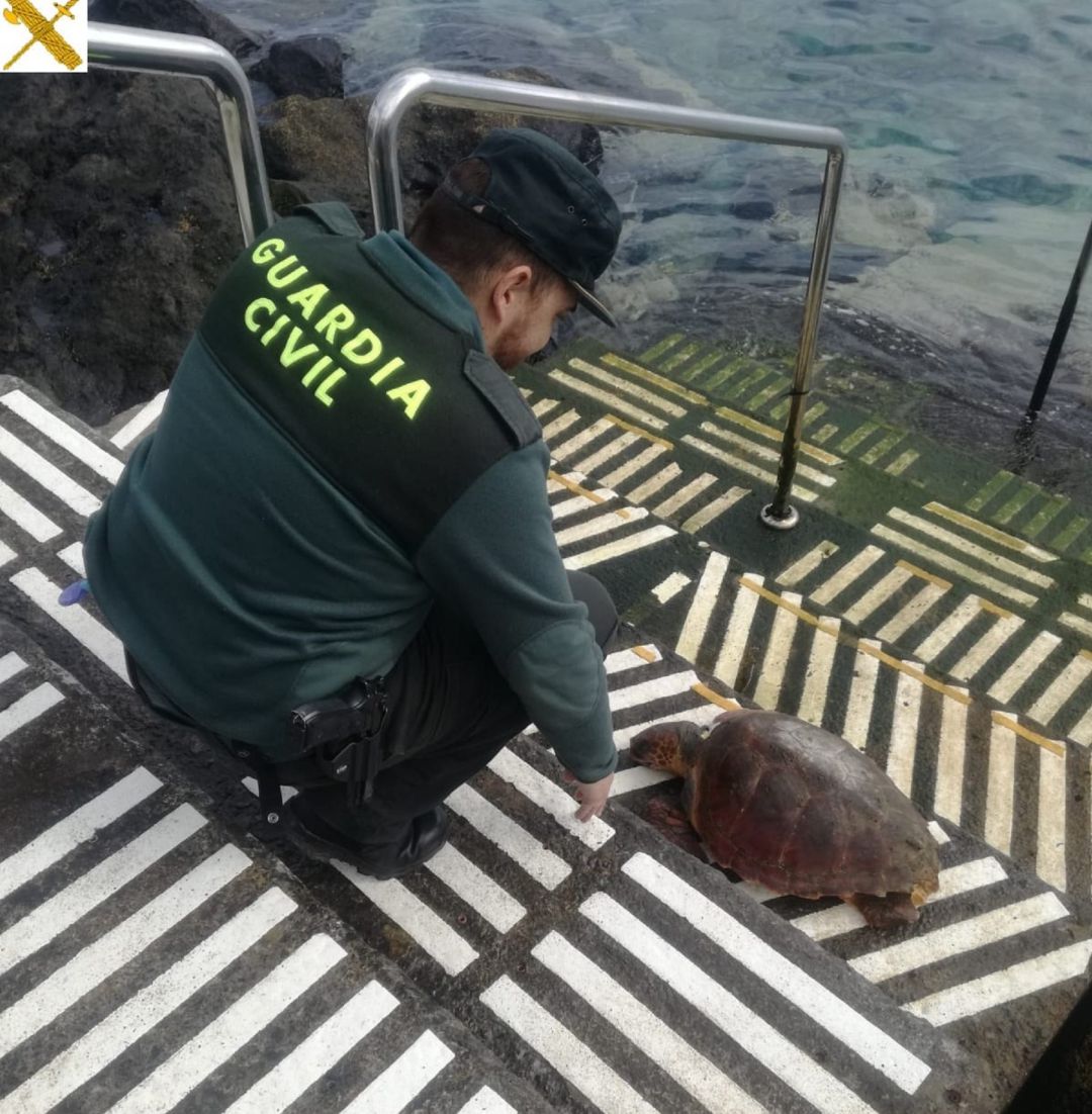 Seprona: Encuentran una tortuga muerta en la costa de Radazul Seprona: Encuentran una tortuga muerta en la costa de Radazul