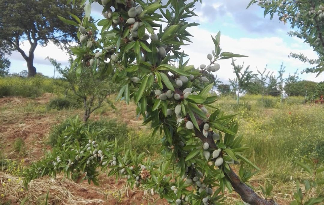 ¿Qué ofrecen a los agricultores el pistacho y el almendro? ¿Qué ofrecen a los agricultores el pistacho y el almendro?
