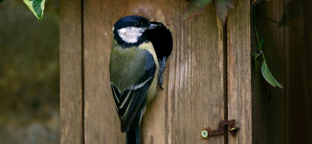 El Cerro de la Cantueña en Parla contará con nuevas cajas nido para aves El Cerro de la Cantueña en Parla contará con nuevas cajas nido para aves