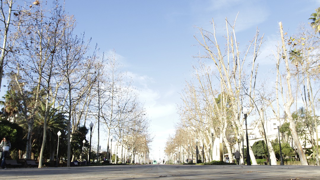 Denuncian supuestas irregularidades en la licitación del concurso de jardinería de Castellón