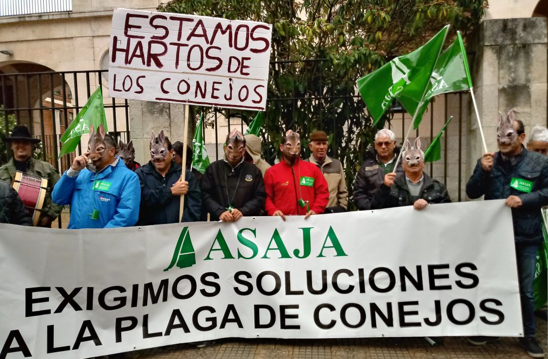 Plagas: 5.000 hectáreas dañadas y 3 millones en pérdidas por los conejos Plagas: 5.000 hectáreas dañadas y 3 millones en pérdidas por los conejos