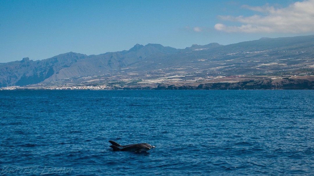 Cetáceos en Canarias: la población de delfines mulares cae desde los años 90