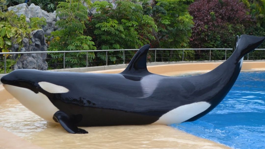 Loro Parque: El Parlamento Europeo cierra de manera definitiva el caso de la orca Morgan Loro Parque: El Parlamento Europeo cierra de manera definitiva el caso de la orca Morgan