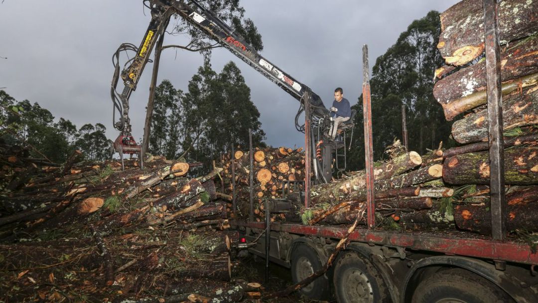 El sector forestal de Galicia pone en valor la importancia de ENCE El sector forestal de Galicia pone en valor la importancia de ENCE