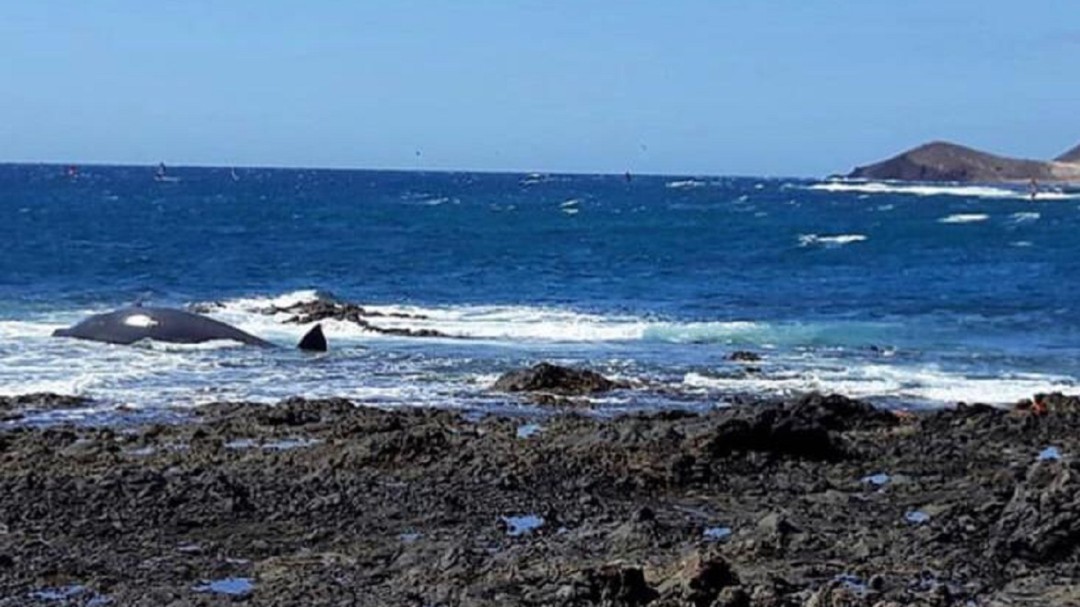 Aparece un cetáceo muerto en la playa de La Jaquita en El Médano