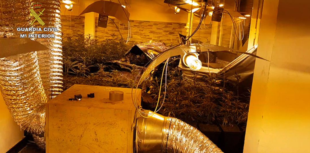 La Guardia Civil desmantela tres plantaciones de marihuana en Toledo y detiene a siete personas La Guardia Civil desmantela tres plantaciones de marihuana en Toledo y detiene a siete personas
