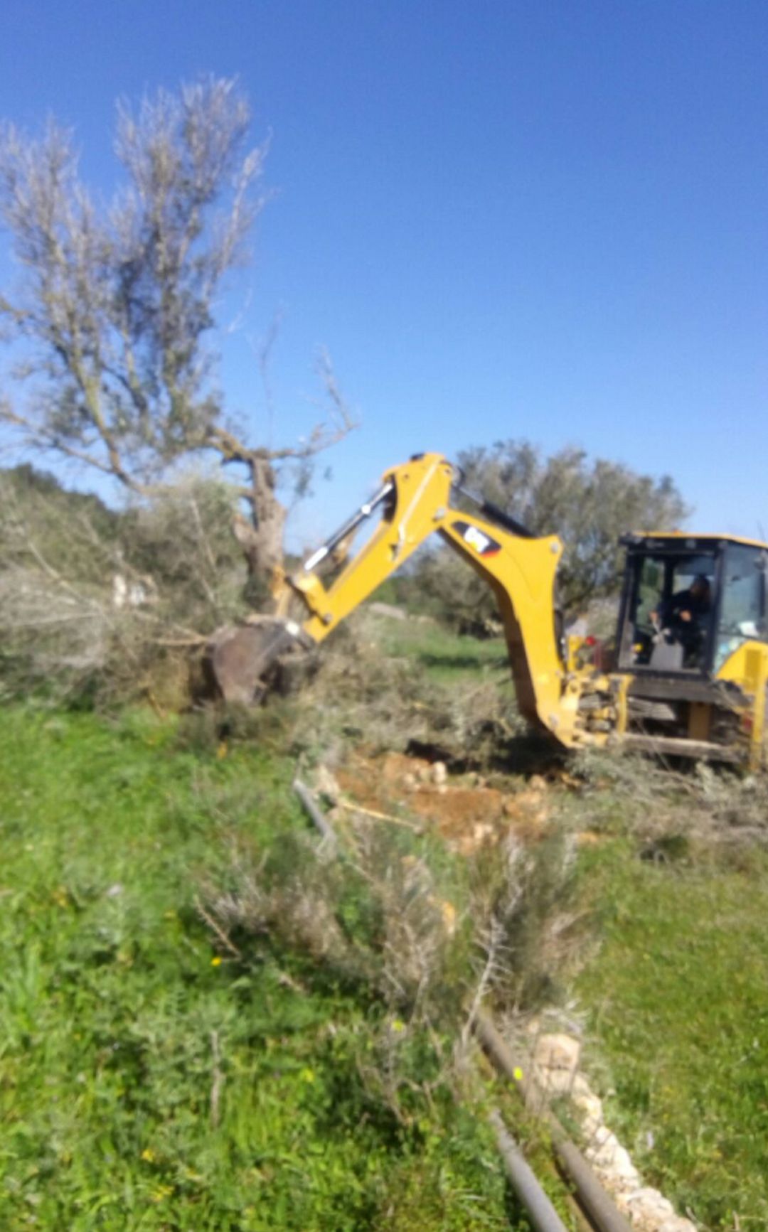 Imagen de un olivo afectado por la Xylella arrancado de una finca en Sant Joan Imagen de un olivo afectado por la Xylella arrancado de una finca en Sant Joan