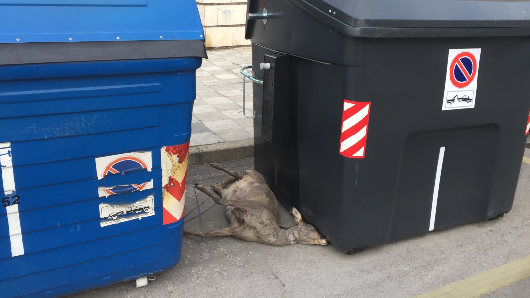 Abandonan una corza muerta entre unos contenedores en Cuenca capital