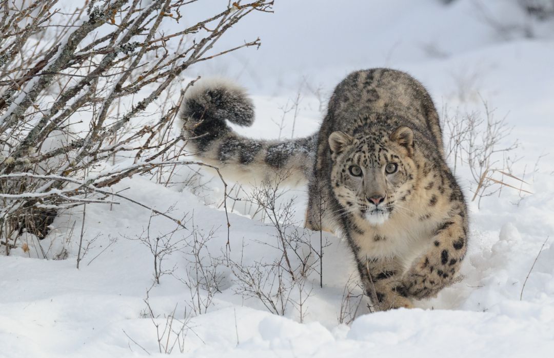 Descubre dónde se esconde el leopardo de las nieves. Descubre dónde se esconde el leopardo de las nieves.