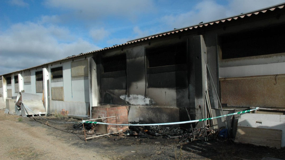 Seiscientos cerdos resultan calcinados en un incendio en una granja porcina de Sauquillo de Boñices (Soria)