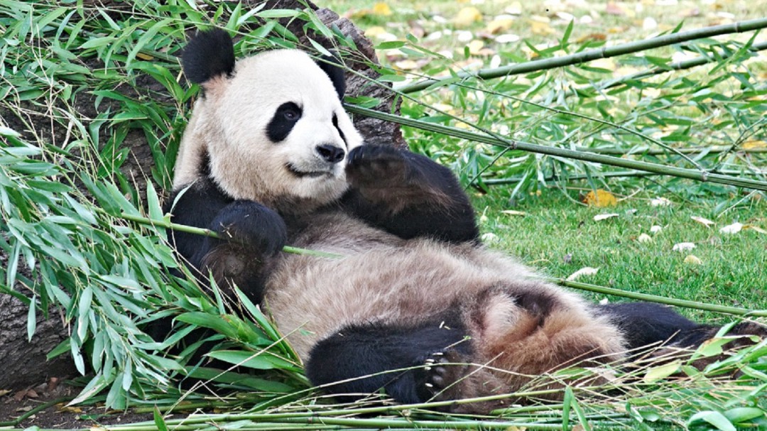 Así se insemina a una osa panda