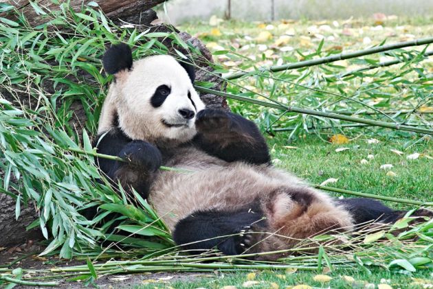 Hua Zui Ba. Hua Zui Ba.