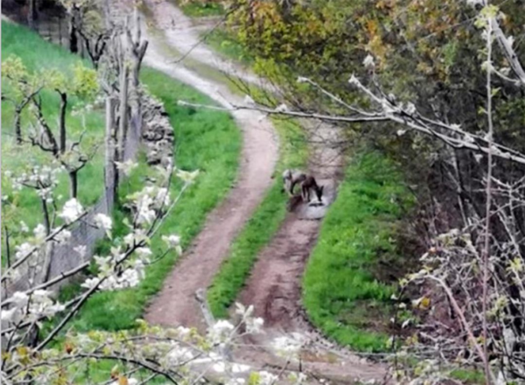 El lobo en el acceso a una de las poblaciones El lobo en el acceso a una de las poblaciones