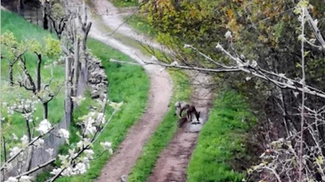 Un lobo de apariencia sarnosa desata la alarma y se lleva un perro en El Valle