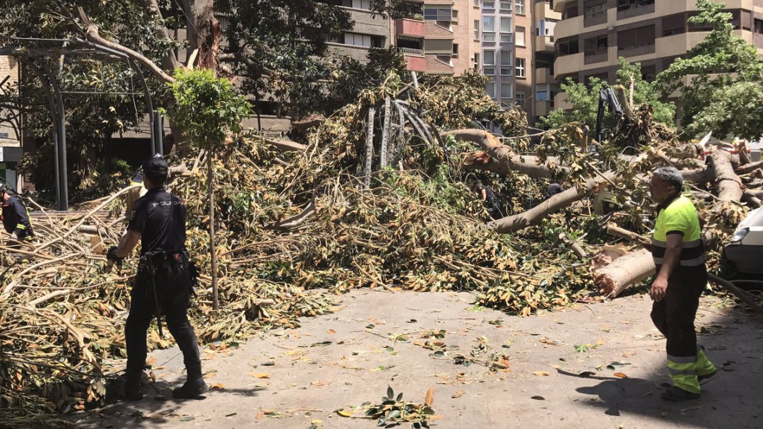 Reclaman 40.000 euros al Ayuntamiento de Murcia por los daños que causó la caída del ficus de Santo Domingo