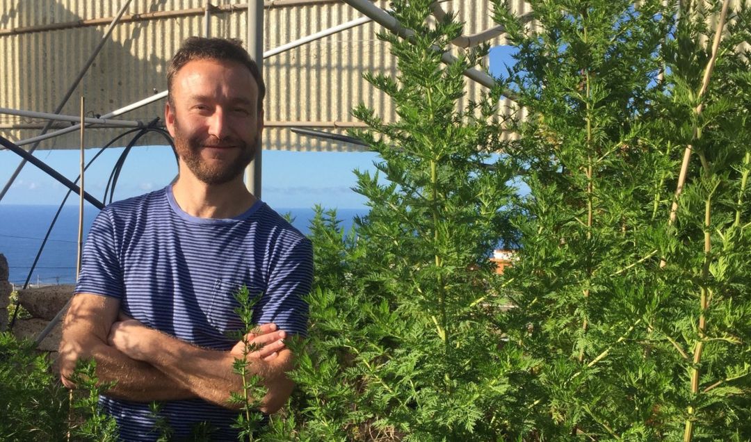 El bioquímico conquense Luis Matías junto a las plantas de Artemisia Annua. El bioquímico conquense Luis Matías junto a las plantas de Artemisia Annua.