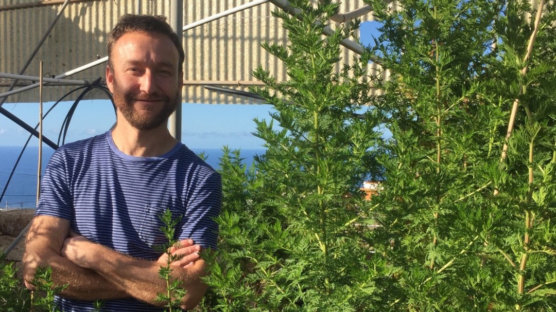 Un científico conquense, una planta medicinal y un remedio contra la malaria