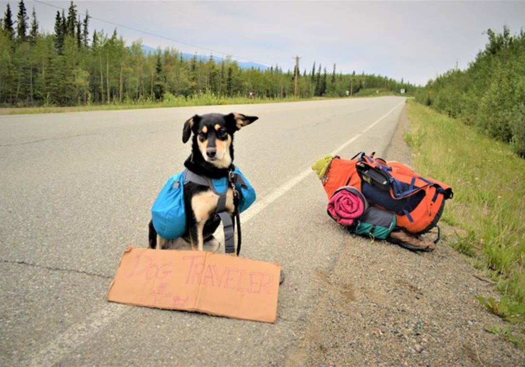 El Pekín Express canino