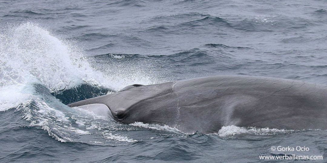 Fotografía de un rorcual cedida por Verballenas.com Fotografía de un rorcual cedida por Verballenas.com