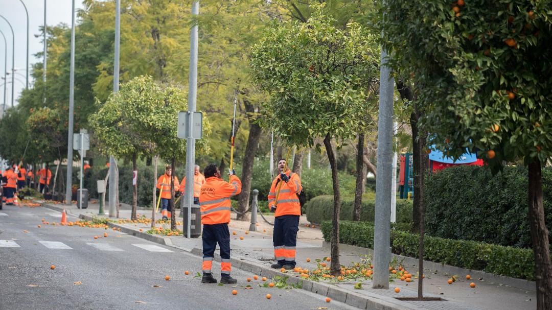 SADECO recoge más de 1.600 toneladas de naranjas en el viario en colaboración con Fepamic