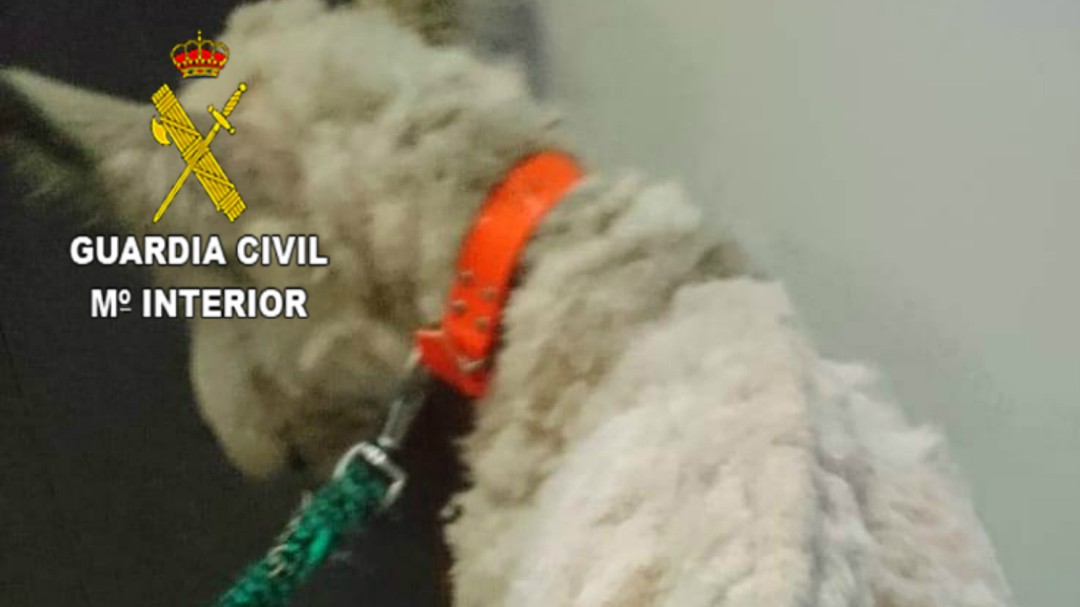 Investigado un hombre por maltrato animal