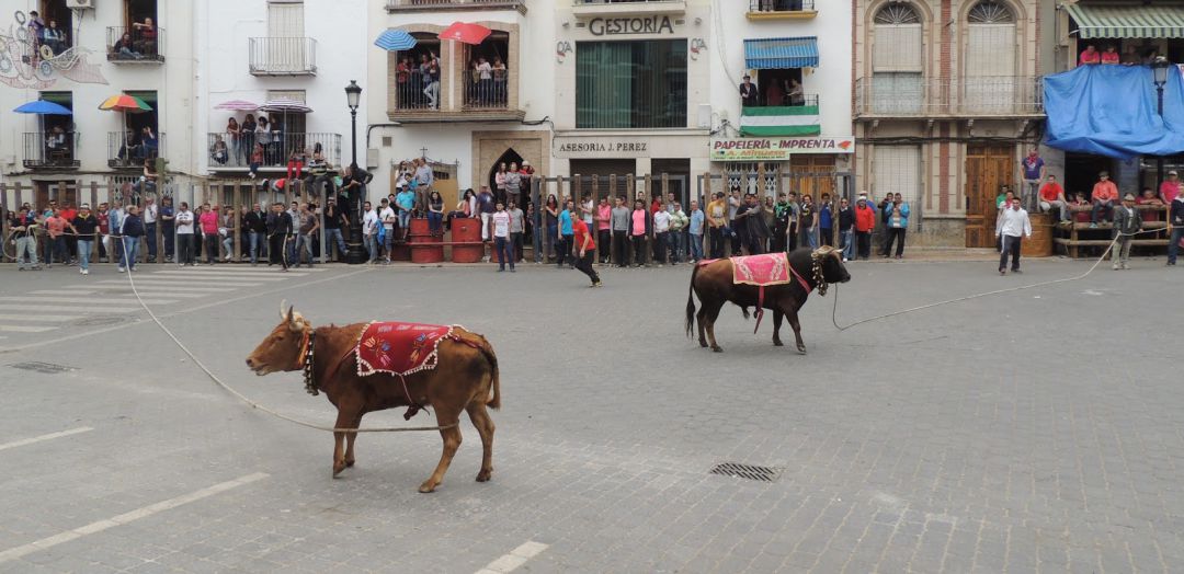 Los toros ensogados de Beas de Segura reúne en torno a esta celebración una gran afluencia de turismo Los toros ensogados de Beas de Segura reúne en torno a esta celebración una gran afluencia de turismo