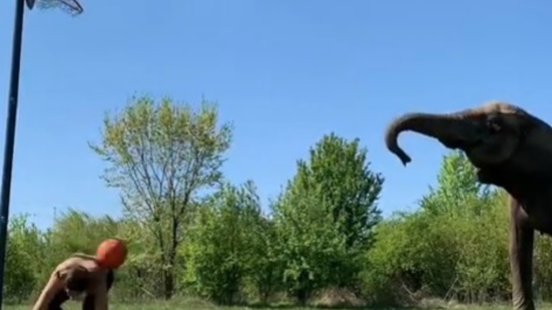 El elefante que también sabe jugar a baloncesto