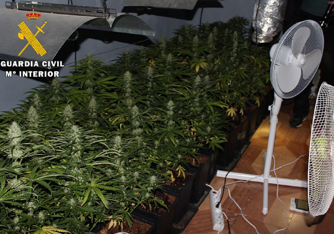 Un detenido y 192 plantas de marihuana