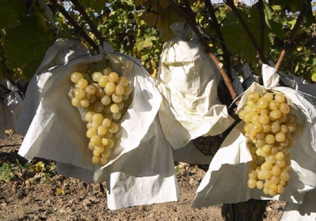 La uva del Medio Vinalopó se beneficia de la lluvia