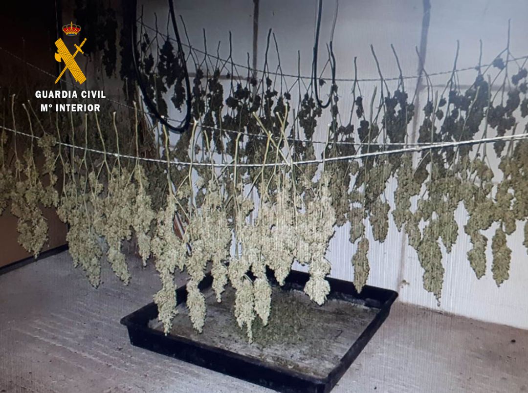 Desmantelada una plantación de marihuana en Ajo con más de 7,5 kilos Desmantelada una plantación de marihuana en Ajo con más de 7,5 kilos