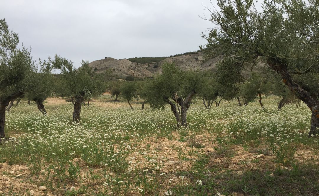 Olivar Olivar