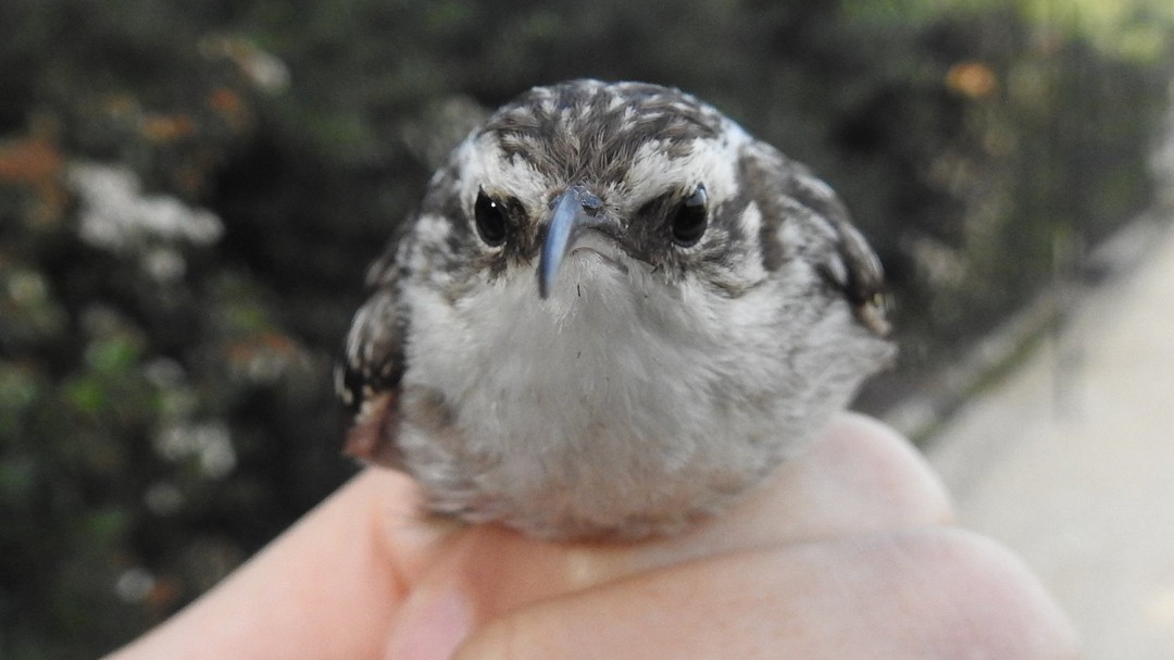 300 aves de 25 especies 'anilladas' en La Marjal