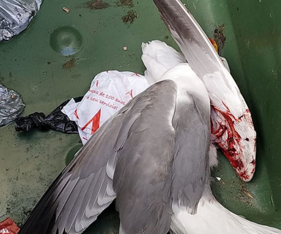 Estado del animal tras el golpe Estado del animal tras el golpe