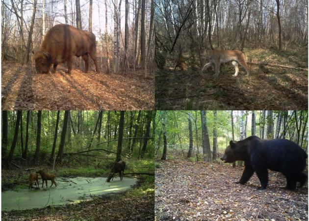Bisonte europeo (Bison bonasus), lince boreal (Lynx lynx), alces (Alces alces) y oso pardo (Ursus arctos) fotografiados por las cámaras del proyecto TREE dentro de la zona de exclusión de Chernóbil (Ucrania). Bisonte europeo (Bison bonasus), lince boreal (Lynx lynx), alces (Alces alces) y oso pardo (Ursus arctos) fotografiados por las cámaras del proyecto TREE dentro de la zona de exclusión de Chernóbil (Ucrania).