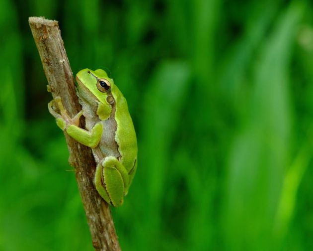 Adulto de Ranita de San Antón oriental (Hyla orientalis), Chernóbil (Ucrania). Mayo de 2018. Adulto de Ranita de San Antón oriental (Hyla orientalis), Chernóbil (Ucrania). Mayo de 2018.