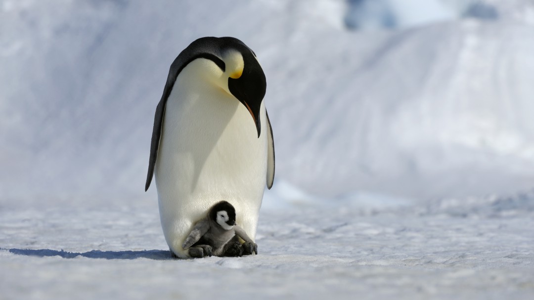 El pingüino emperador, camino de la extinción por el cambio climático